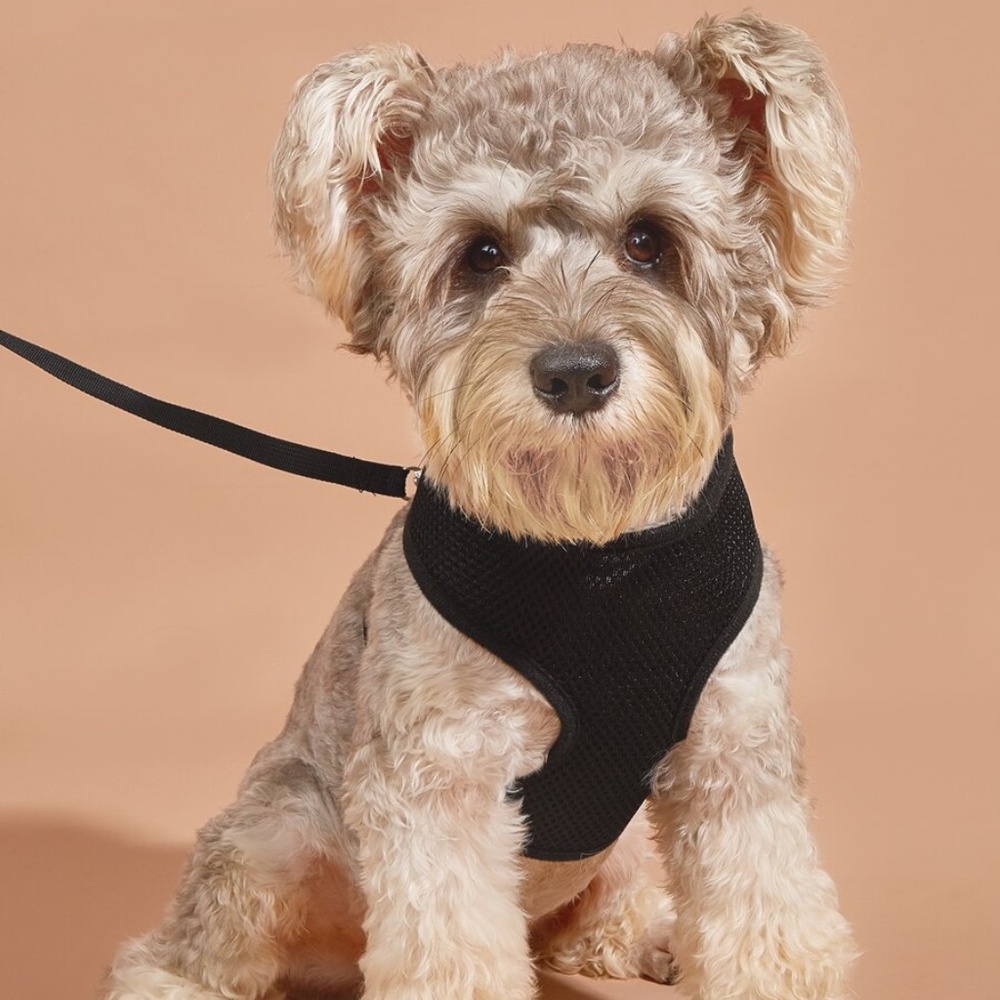 Pet Harness w/ Leash